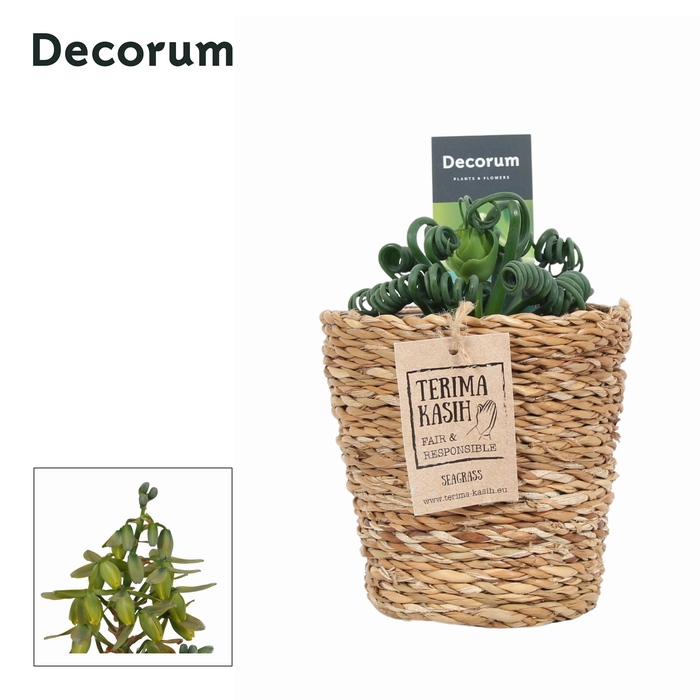 <h4>Albuca Spiralis Frizzle Sizzle Mand Ruby</h4>