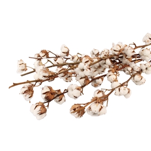 Katoen ( Gossypium Wit ) 7 Balls