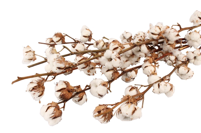 <h4>Katoen ( Gossypium Wit ) 7 Balls</h4>