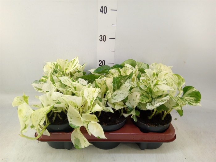 <h4>Epipremnum pinn. 'Happy Leaf'</h4>