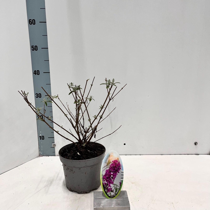 <h4>Buddleja Royal Red</h4>