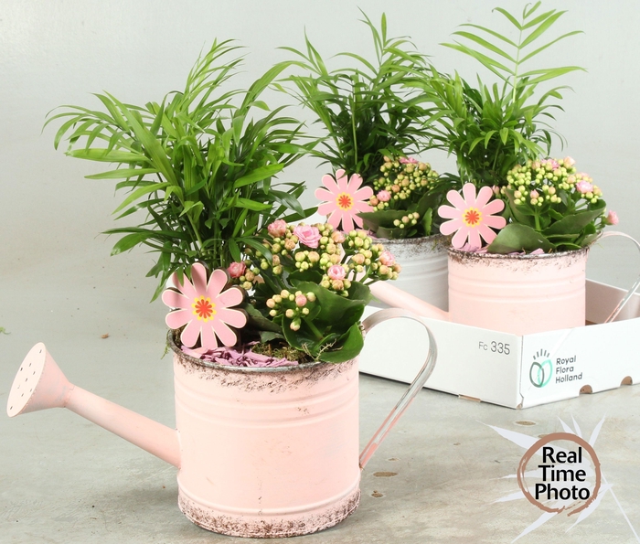 <h4>ARR KAMERPL</h4>