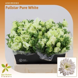 Anemone Fullstar Pure White