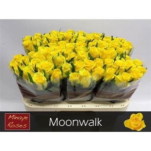 R GR MOONWALK
