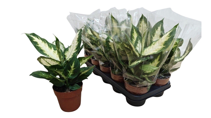 <h4>DIEFF CAMILLA</h4>