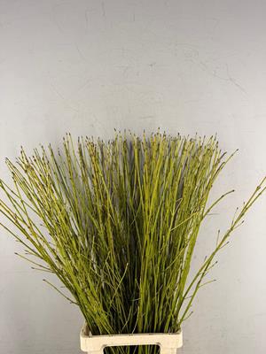 <h4>Cornus Flaviramea Geel/groen</h4>