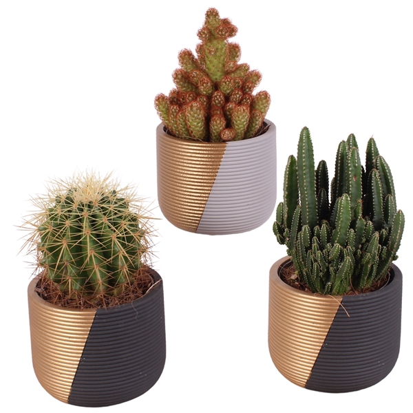 <h4>Cactus mix 3 Species Ø12cm in Ø14cm Ceramic PL468</h4>