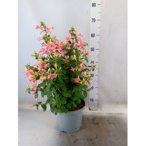 Fuchsia  'Walz Jubelteen'