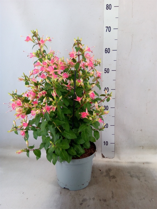 <h4>Fuchsia  'Walz Jubelteen'</h4>