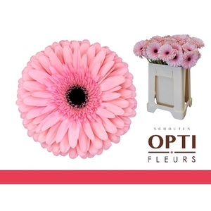 Gerbera Estrella Water