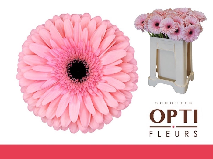 <h4>GE GR ESTRELLA-Water</h4>