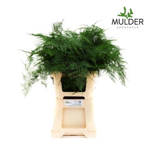 Asparagus Extra Veren X50