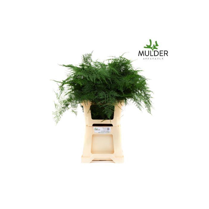 <h4>ASPARAGUS SETACEUS</h4>