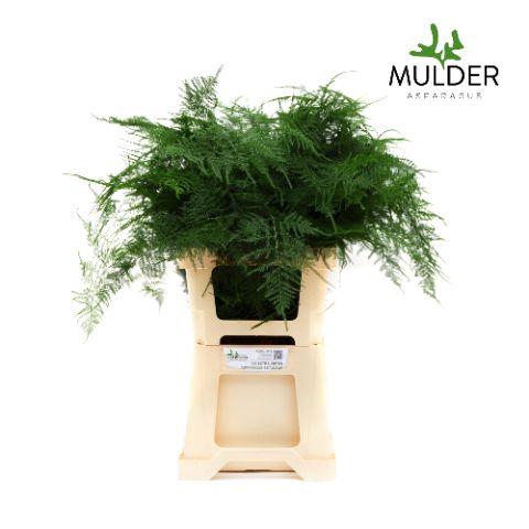 <h4>Asparagus Extra Veren X50</h4>