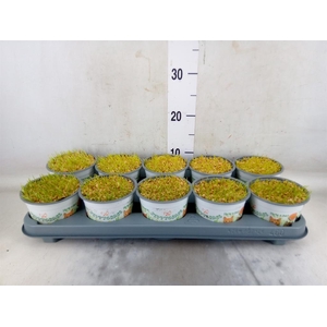 Hordeum sp.   ...kattegras zaai