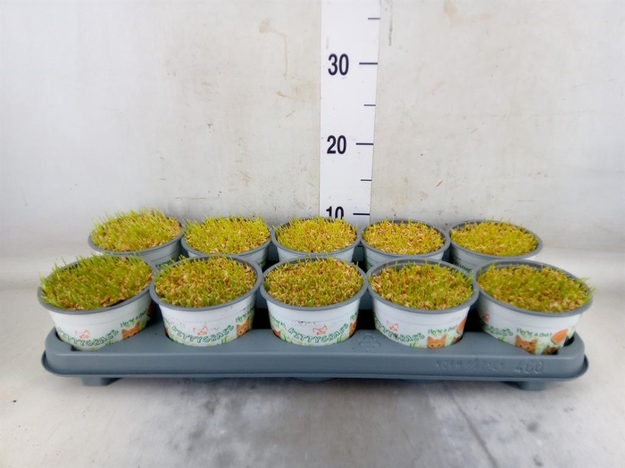 <h4>Hordeum sp.   ...kattegras zaai</h4>