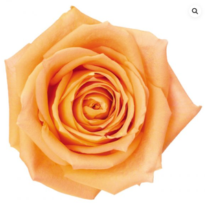 R Gr Shukrani Peach 50cm EC