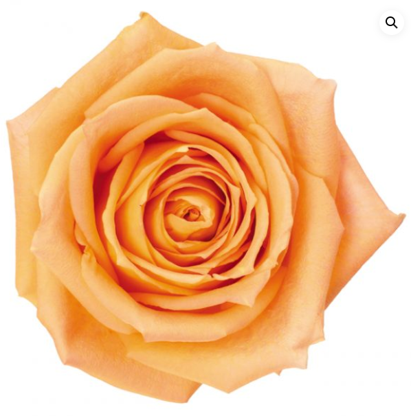 <h4>R Gr Shukrani Peach 50cm EC</h4>