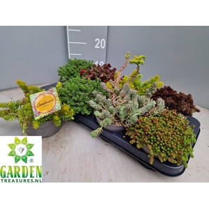 SEDUM GEM