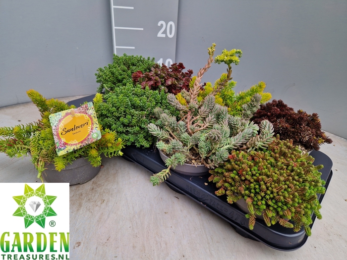<h4>SEDUM GEM</h4>