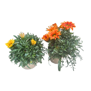 Gazania gemengd