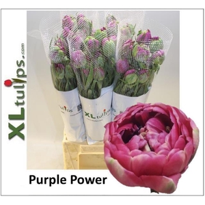 Tulipa FR Du Purple Power