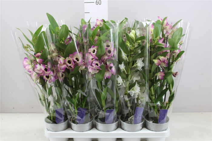 Dendrobium Nobilee Mix 2 Tak