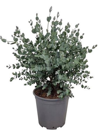 <h4>Eucalyptus Gunnii Bush</h4>