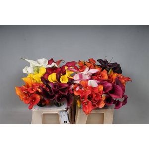 Calla Mix In Bucket Double Kallaland