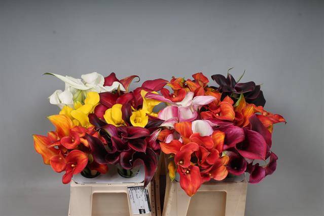 <h4>Calla Mix In Bucket Double Kallaland</h4>