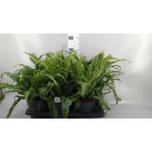 Asplenium antiquum 'Osaka'