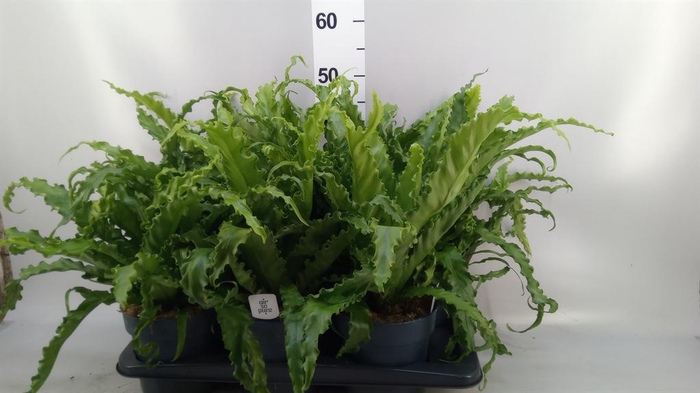 <h4>Asplenium antiquum 'Osaka'</h4>