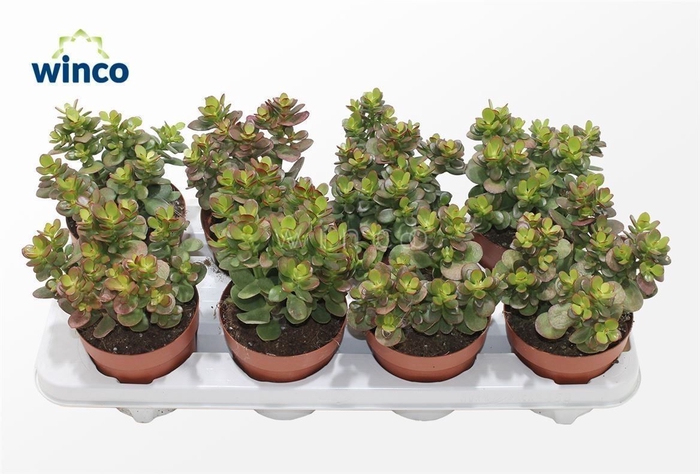 <h4>Crassula Minor</h4>