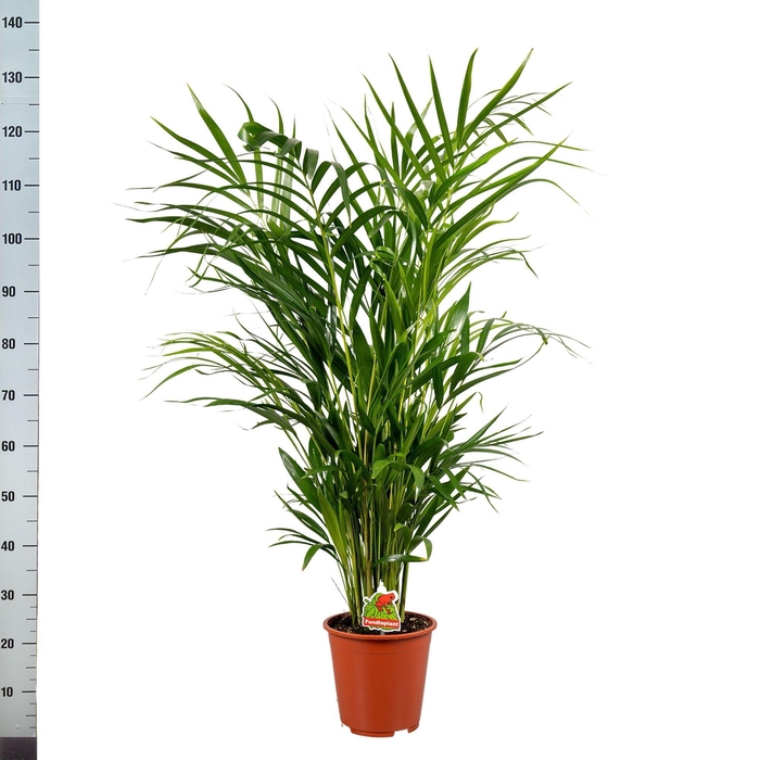 <h4>DYPSIS LUTESCENS</h4>