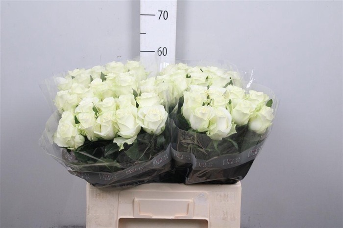 <h4>R Gr Mont Royal</h4>