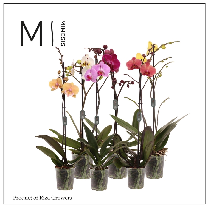 <h4>Phalaenopsis Mix 1 spike - 12cm | Mimesis</h4>