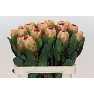 Protea Grandicolor