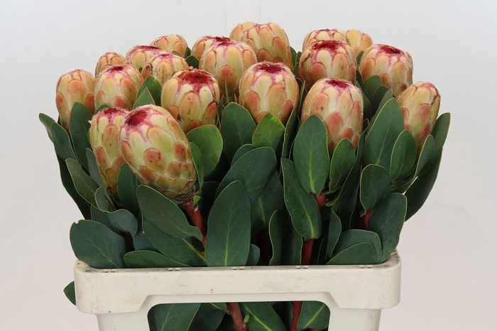 Protea Grandicolor