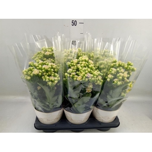 Kalanchoe  'MoreFlow Sunny Pink'