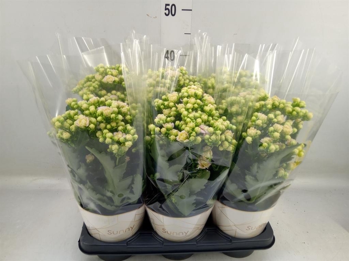 <h4>Kalanchoe 'MoreFlow Sunny Pink'</h4>