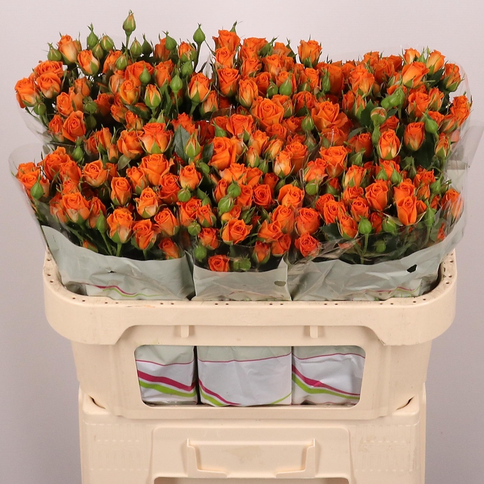 <h4>R TR PICANTO</h4>