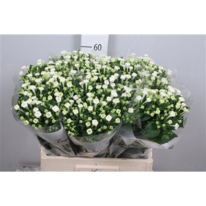 Bouvardia White Sensation Vreeken