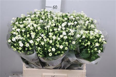 Bouvardia White Sensation Vreeken