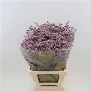 Limonium Safora Oshi Pink