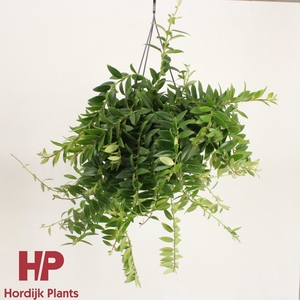 Aeschynanthus 'Caro Improved' - GROEN