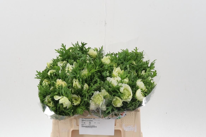 <h4>Anem Co Lev Bianco</h4>