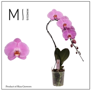 Phalaenopsis Swan Pink 1 spike - 12cm | Mimesis