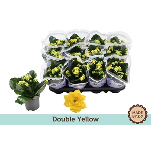 Kalanchoë Double Yellow