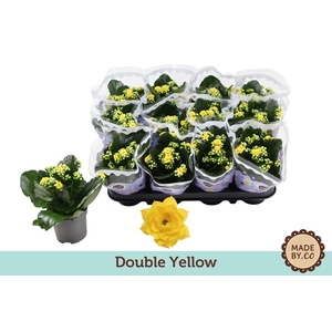 Kalanchoë Double Yellow