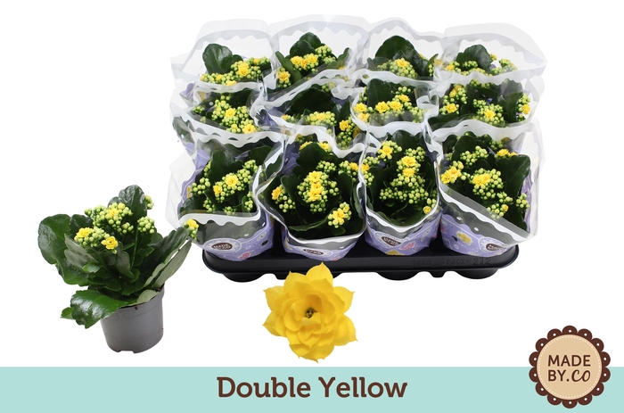 <h4>Kalanchoë Double Yellow</h4>